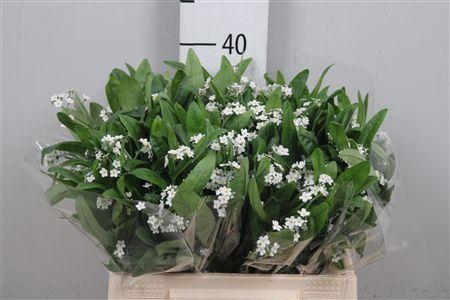 Myosotis Alp Polaris