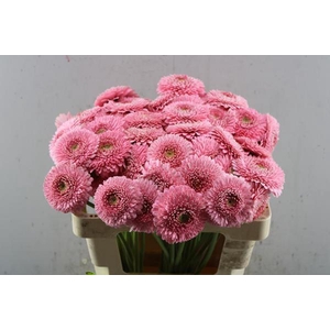 Ge Pomponi Piggy (rose)