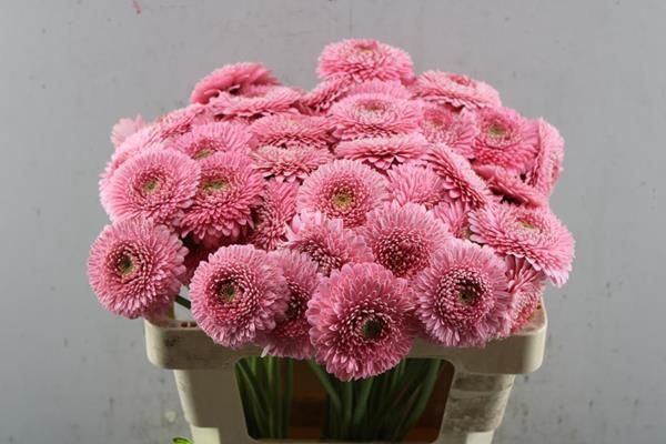 <h4>Ge Pomponi Piggy (rose)</h4>