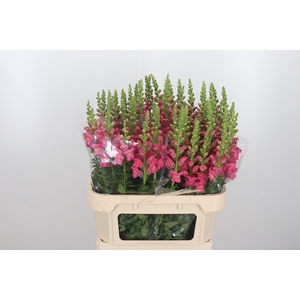 Antirrhinum Po Rose