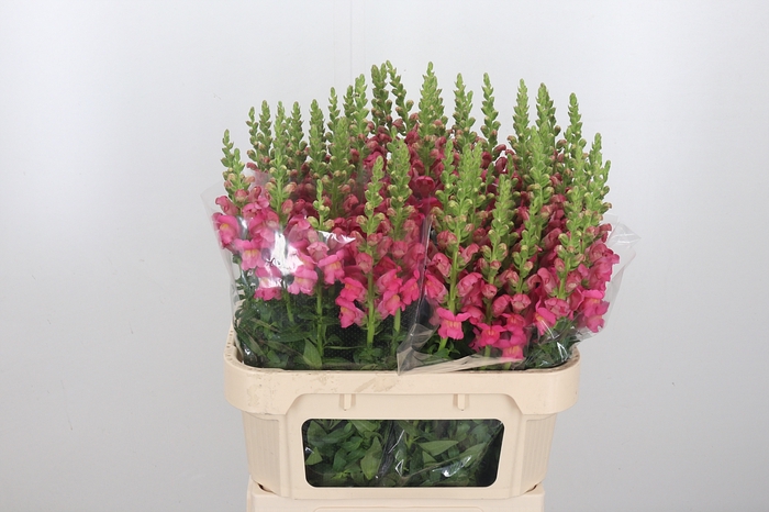 Antirrhinum Po Rose