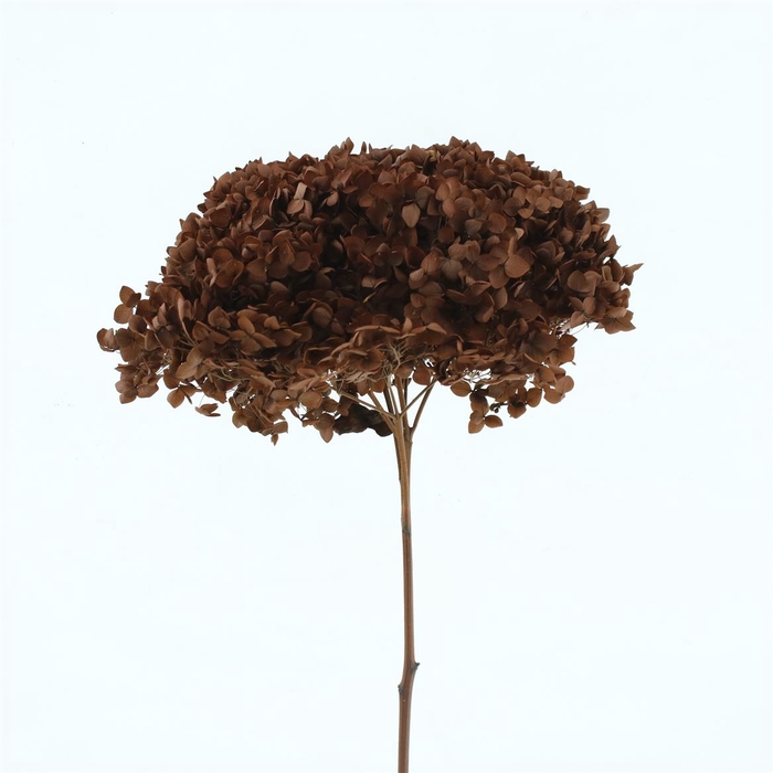 <h4>Pres Bleached Hydrangea Anna Brown</h4>