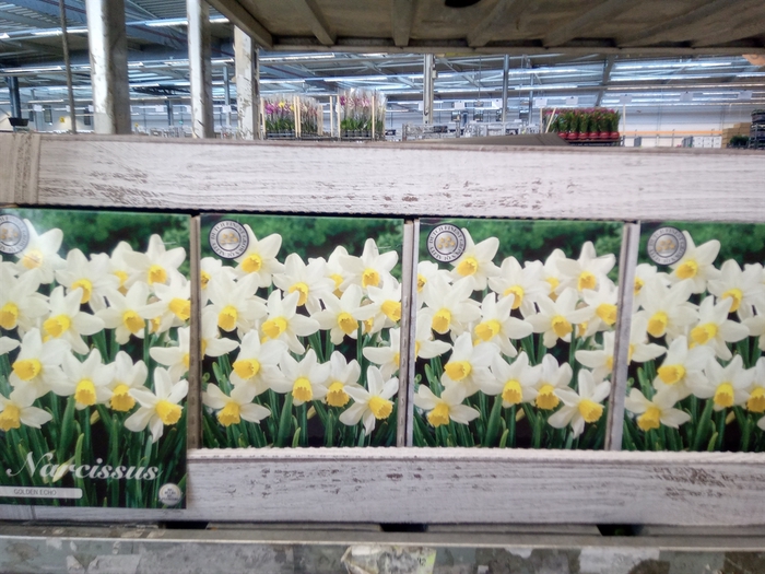 <h4>Narcissus   ...flowerbulbs</h4>