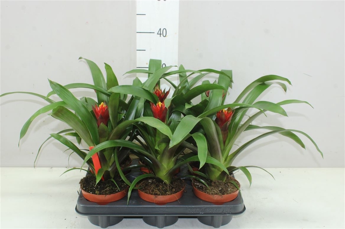 <h4>Guzmania Punta A2</h4>