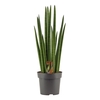 Sansevieria Cylindrica 14 cm Rocket