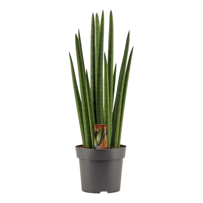 Sansevieria Cylindrica 14 cm Rocket