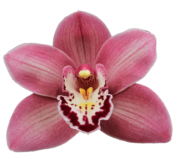 <h4>CYMB T CANDY</h4>