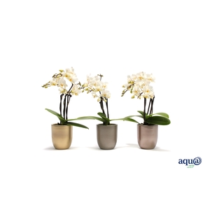 Hugo Luxury Mix Tiny Dolls Wit 3T18+ Aqu@