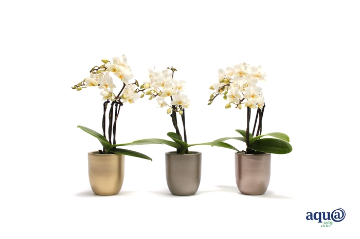 <h4>Hugo Luxury Mix Tiny Dolls Wit 3T18+ Aqu@</h4>