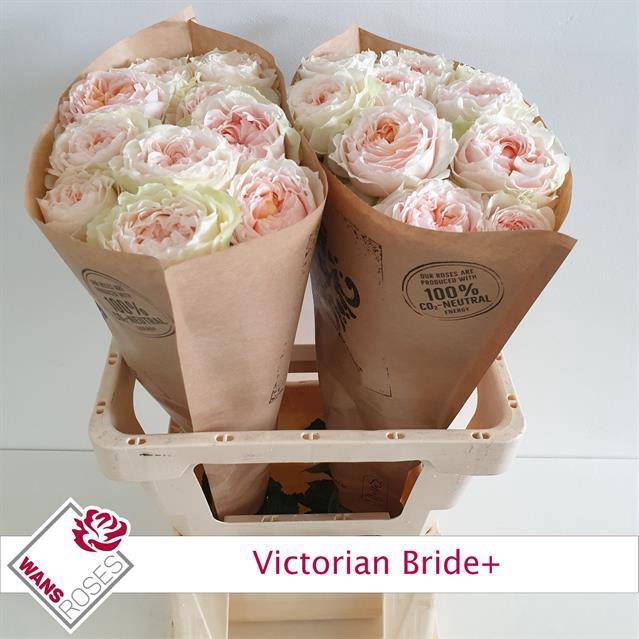 <h4>Rosa Garden Victorian Bride</h4>