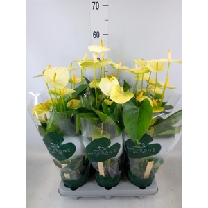 Anthurium andr. 'Vanilla'