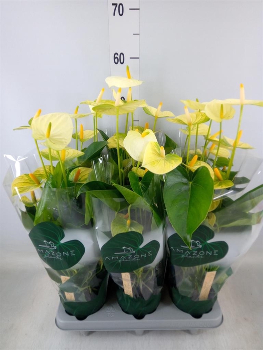 <h4>Anthurium andr. 'Vanilla'</h4>