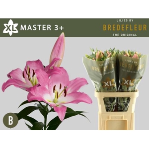 Li Or Master 3+ Bredefleur