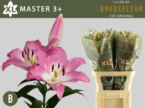 <h4>Li Or Master 3+ Bredefleur</h4>