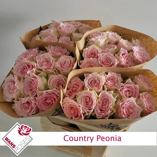 <h4>R GR COUNTRY PEONIA</h4>