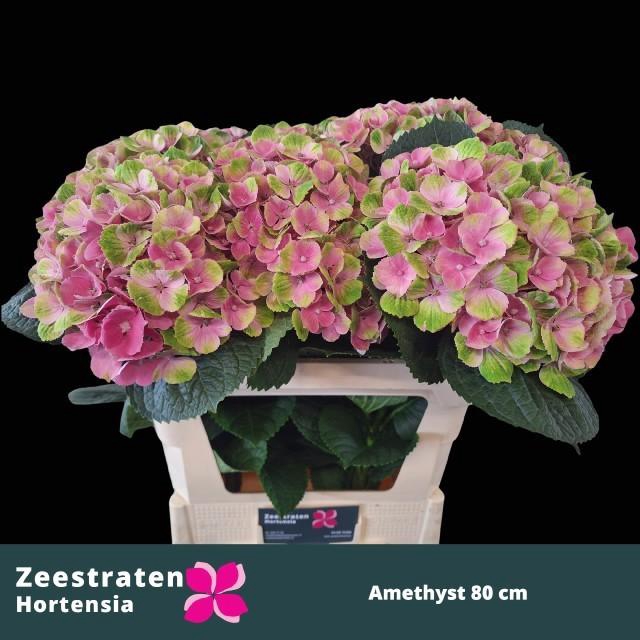 <h4>Amethyst 80 cm bol 22</h4>