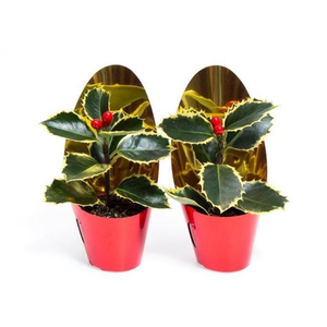 Ilex Aquifolium Cover