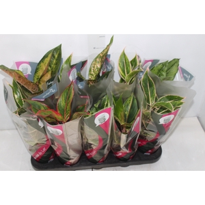 AGLAONEMA VARIADA P12