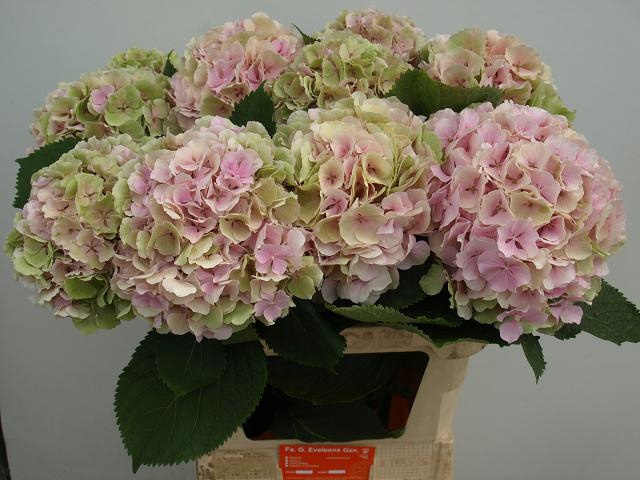 <h4>HYDR M CH VERENA CL</h4>
