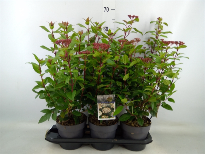 <h4>Viburnum tinus 'Spirit'</h4>