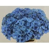 Hydrangea royal crown blue