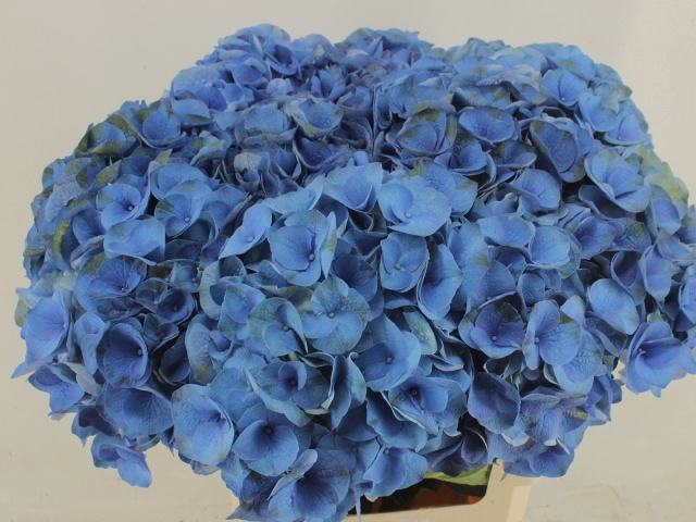 Hydrangea royal crown blue