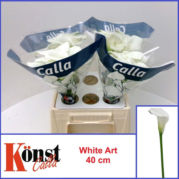 <h4>ZANT WHITE ART</h4>