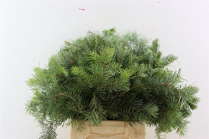 <h4>Abies Nobilis 45cm</h4>