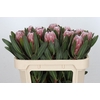 Protea Pink Ice