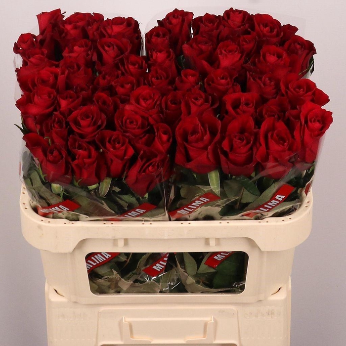 <h4>Rosa large ever red</h4>