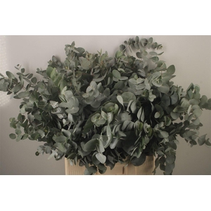 Euc Cinerea Per Bunch Za Short Spray Super