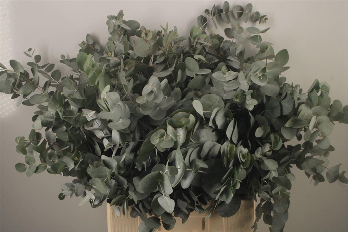 <h4>Euc Cinerea Per Bunch Za Short Spray Super</h4>