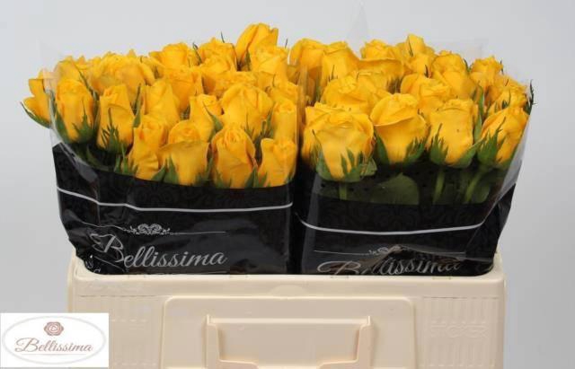 <h4>R GR MOMENTUM+</h4>