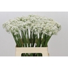 Allium Tuberosum