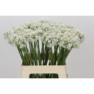 Allium Tuberosum