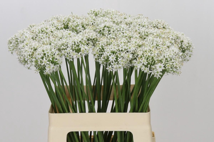 <h4>Allium Tuberosum</h4>