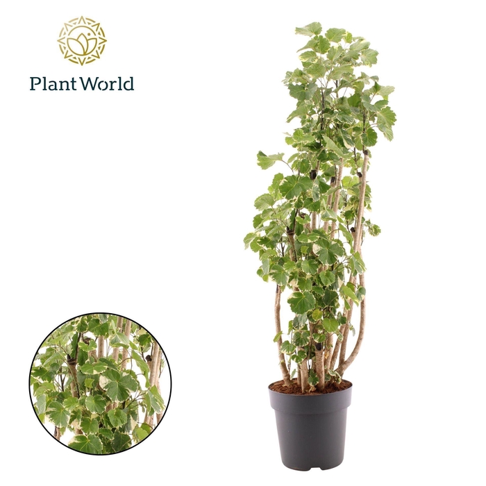 <h4>Polyscias Balfourii</h4>