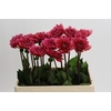 Dahlia Salmon Runner