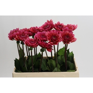 Dahlia Salmon Runner