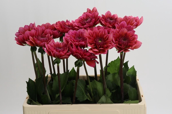 Dahlia Salmon Runner