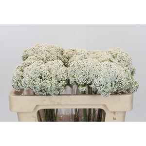 Ozothamnus Booming White