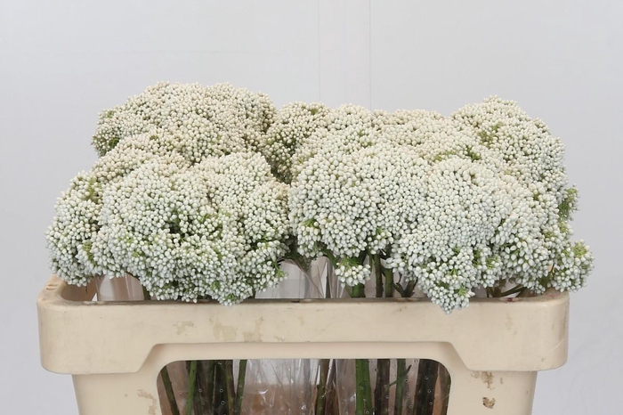 Ozothamnus Booming White