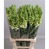 Antirrhinum Po White