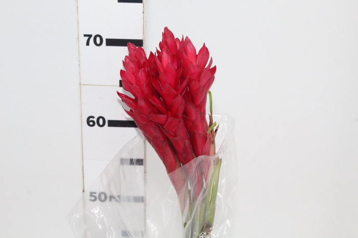 <h4>ALPINIA PURPURATA VERMELHA 070 CM</h4>