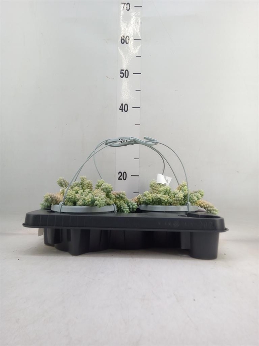 <h4>Sedum burrito</h4>