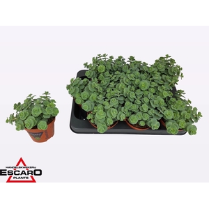 SEDUM SIEBOLDII