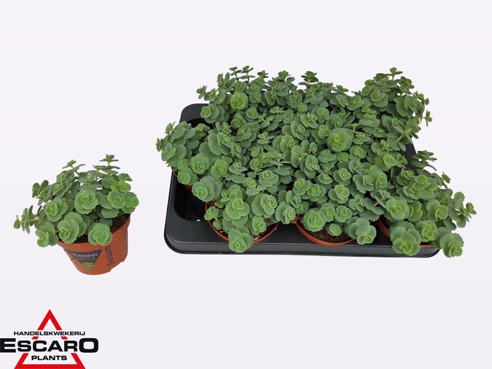 <h4>SEDUM SIEBOLDII</h4>