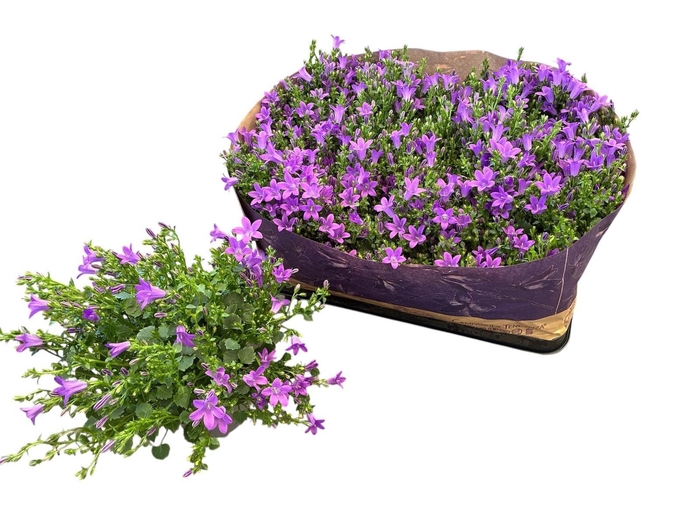 <h4>CAMP POR BLUEONE</h4>