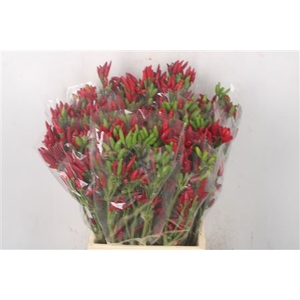Pepers Paprika Red Per Bunch