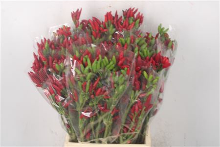 <h4>Pepers Paprika Red Per Bunch</h4>